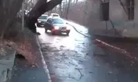ببینید: سقوط وحشتناک یک درخت بر روی تاکسی