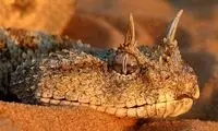 از این نوع مار بیشتر از بقیه بترسید