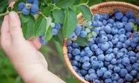 فرآیند دیدنی کاشت و برداشت بلوبری 