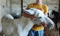 نجات الاغ رو به موت به کمک جوان تهرانی!