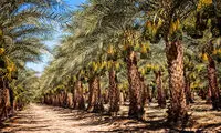 سورپرایز جالب و فداکارانه یک پسر برای مادرش