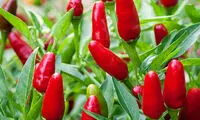 چگونه در منزل فلفل بکاریم؟