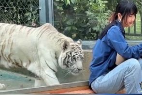 دیوار شیشه‌ای، دختر جوان را از مرگ حتمی نجات داد