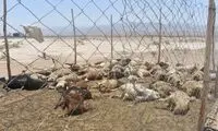 گرگ‌های گرسنه 130 گوسفند یک گله‌دار را دریدند