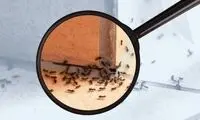 ۷ روش خانگی و ساده برای دفع مورچه‌ها