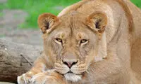 عکسی از مقایسه اندازه جد باستانی شیر با شیر امروزی