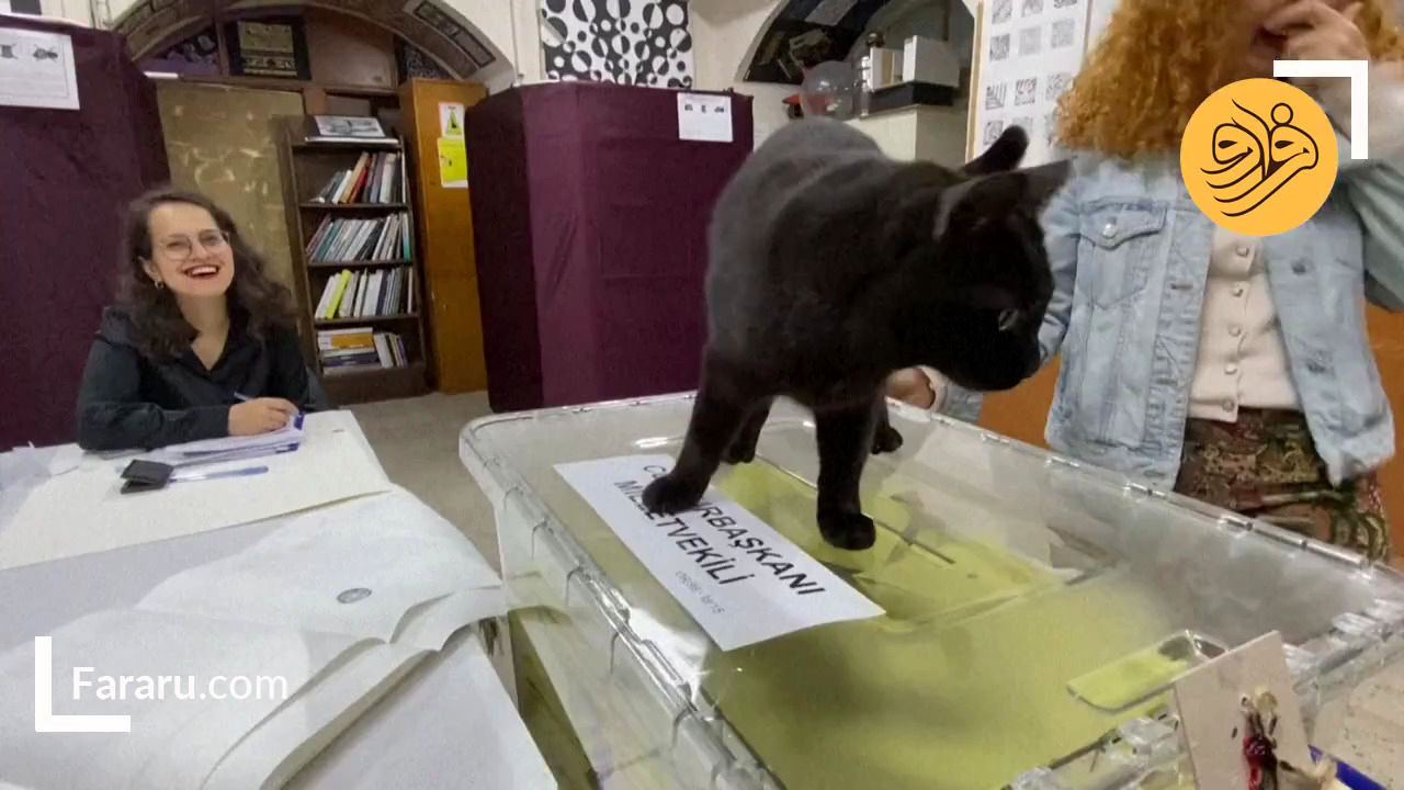 حضور یک گربه بازیگوش در شعبه اخذ رای ترکیه