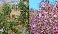 «سیاه تنگرس» چیست؟