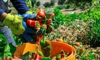 این روستا قطب تولید فلفل است