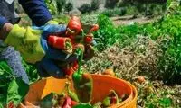 این روستا قطب تولید فلفل است