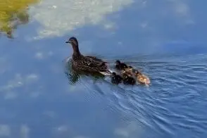 شکار برق‌آسای جوجه اردک توسط یک ماهی