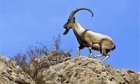 تقلید حرکات یوگا توسط بُز باهوش