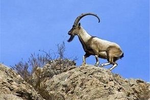 تقلید حرکات یوگا توسط بُز باهوش