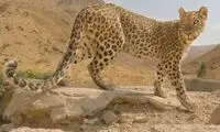تصویری جدید از یک پلنگ جوان و سرحال ایرانی