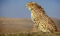 اولین تصاویر از «ایران» خانمِ باردار!