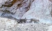 ثبت تصویر پلنگ مادر به همراه دو توله در سمنان