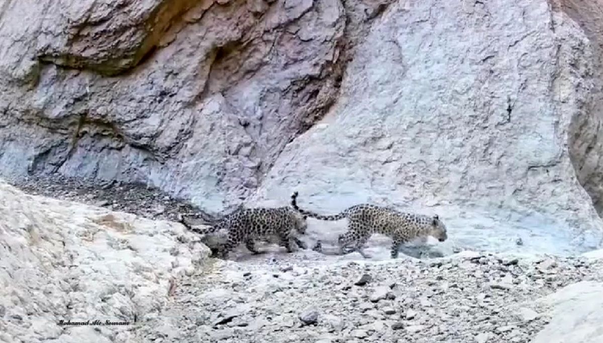 ثبت تصویر پلنگ مادر به همراه دو توله در سمنان