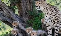حال خوش پلنگ ایرانی در جنگل‌های سوادکوه