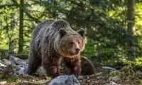 تقابل یک مرد با خرس مهاجم برای حفاظت از همسر و سگ خانگی‌اش!