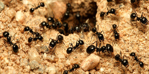 مورچه‌ها خود را در شیر غرق می‌کنند؟