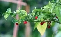 اگر این فلفل را بخورید، زنده نمی‌مانید!