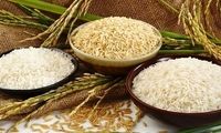  قیمت برنج ارزان می‌شود