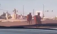 تصاویر جولان عجیب اسب‌های سرگردان در بابلسر