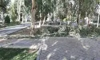 تصویر سقوط درخت کاج بر اثر باد شدید در قم