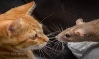 شوکه شدن گربه از حرکات و ترفند موش برای فرار
