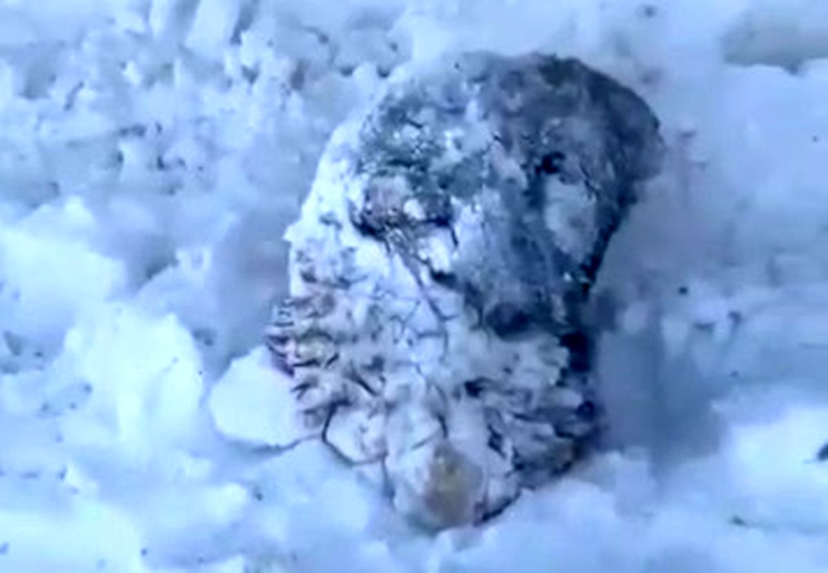 حیوانات در برف و سرمای شدید کرمان یخ زدند