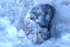 حیوانات در برف و سرمای شدید کرمان یخ زدند