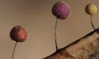 زیبایی حیرت‌آور «کپک لجن»!
