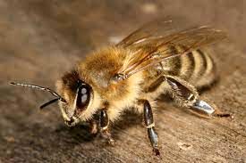 اثرات زهر زنبور عسل در از بین بردن سلول های سرطانی 