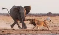 رفتار عجیب فیل مادر پس از مرگ بچه‌اش 