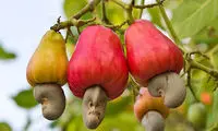 مراحل دیدنی برداشت و فرآوری بادام هندی 