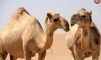 چرا «شیر شتر» به مهم‌ترین نوشیدنی جهان تبدیل خواهد شد؟
