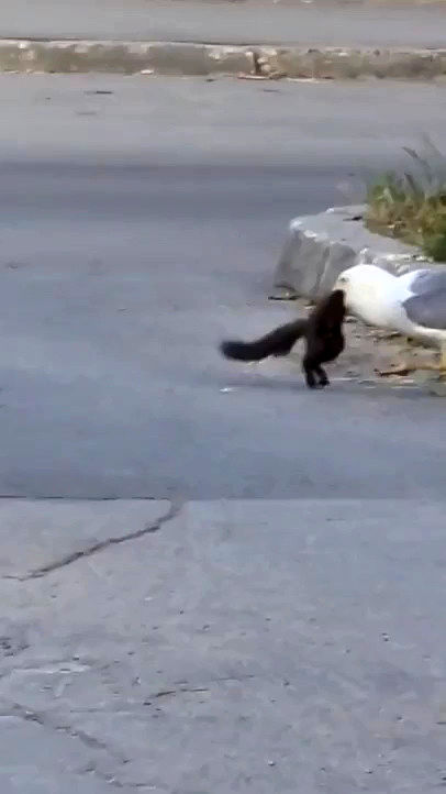 ویدیویی جنجالی از بلعیدن یک سنجاب توسط مرغ دریایی!