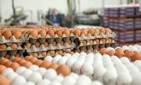 قیمت جدید تخم‌مرغ اعلام شد