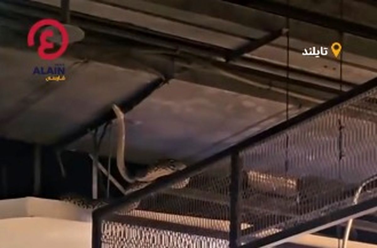 مار غول‌پیکر خریداران یک پاساژ را شوکه کرد