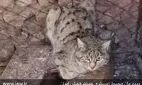 رهاسازی گربه وحشی بعد از خوردن چندین مرغ