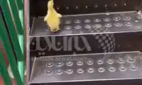 ویدئوی سرسره بازی بامزه جوجه اردک بازیگوش
