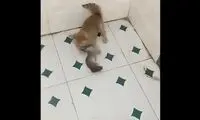 لحظه خنده‌دار شکار یک موش توسط بچه گربه