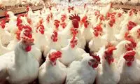 بیانیه اتحادیه مرغداران گوشتی به ادعای مرغ تریاکی 