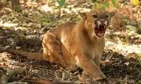 بلایی که پوما بر سر یک کودک آورد!