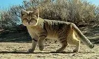تصویر خوشحال‌کننده‌ای که از کویر لوت ثبت شد