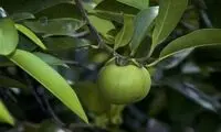 میوه این درخت را نخورید؛ خطر مرگ دارد!