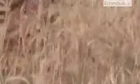 صادرات این ماده غذایی از هرویین پرسودتر است