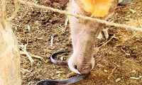 دوستی عجیب و باور نکردنی یک گاو با مار سیاه