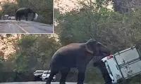 حمله هولناک فیل وحشی به یک وانت