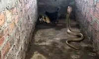 دفاع جانانه مرغ مادر از جوجه‌هایش در برابر شاه کبرا